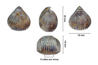 Kallirhynchia multicosta